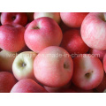 Delicious FUJI Apple 2015 New Crop Qixia Apple